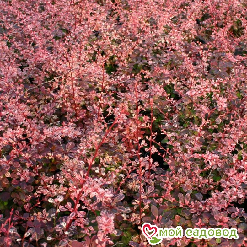 Барбарис Тунберга «Роуз Глоу»