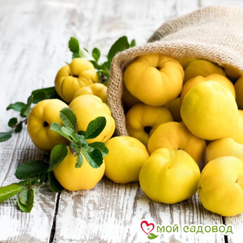 Айва Золотистая