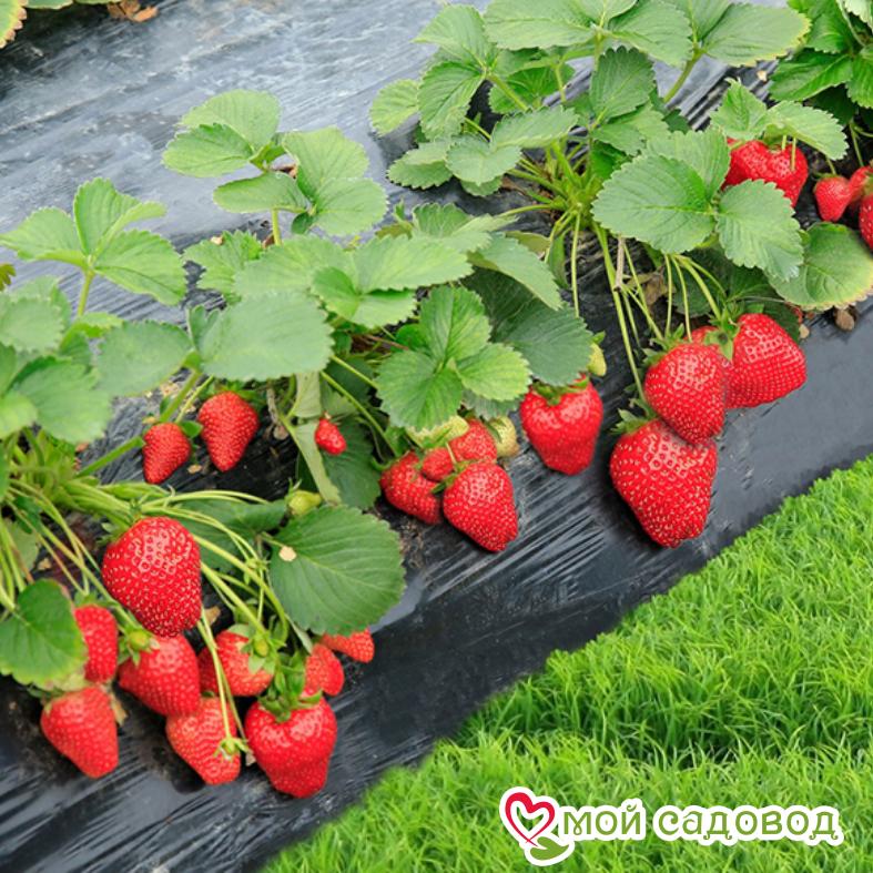 Клубника Бурбон