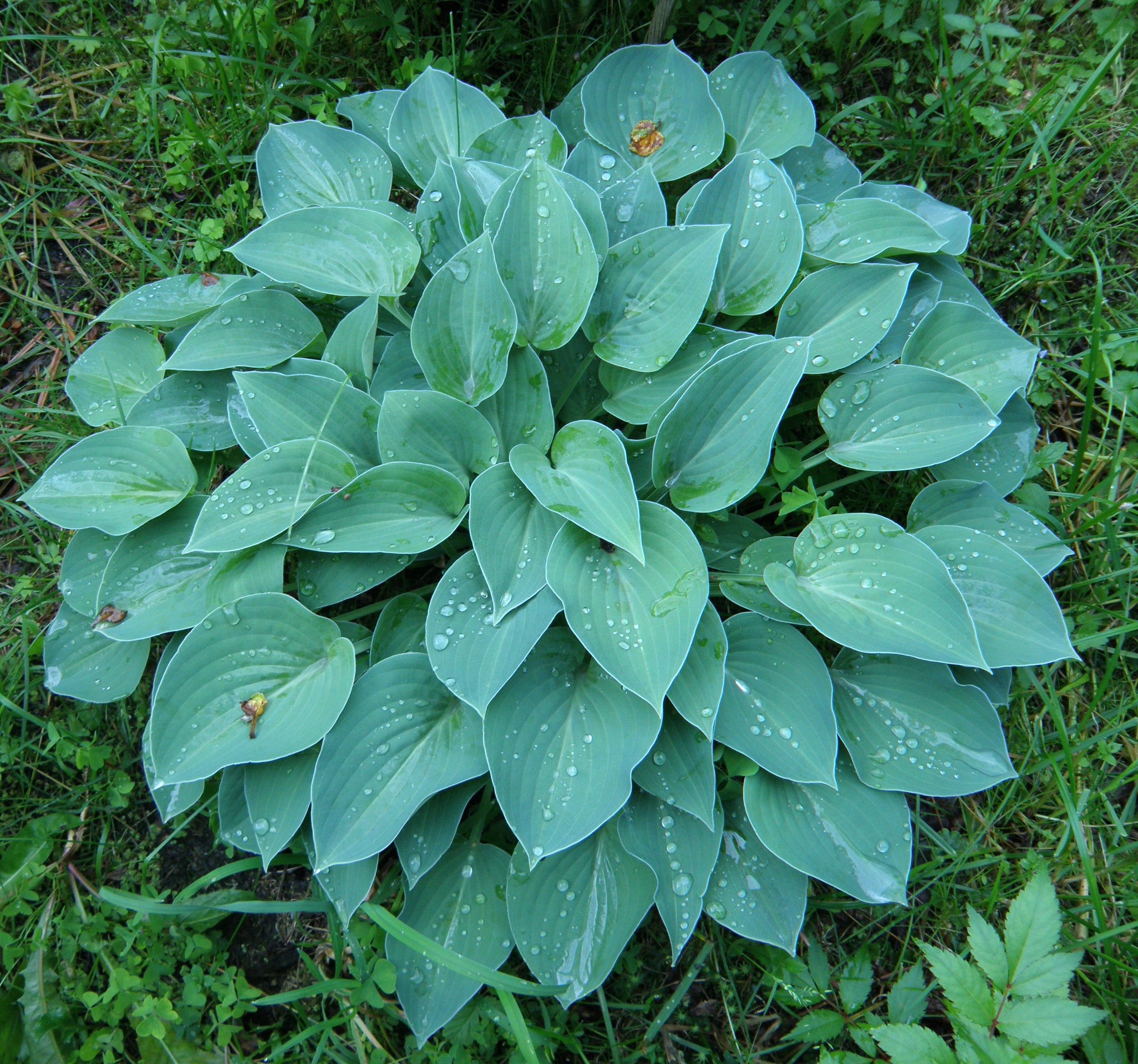 Хоста Блу Кадет