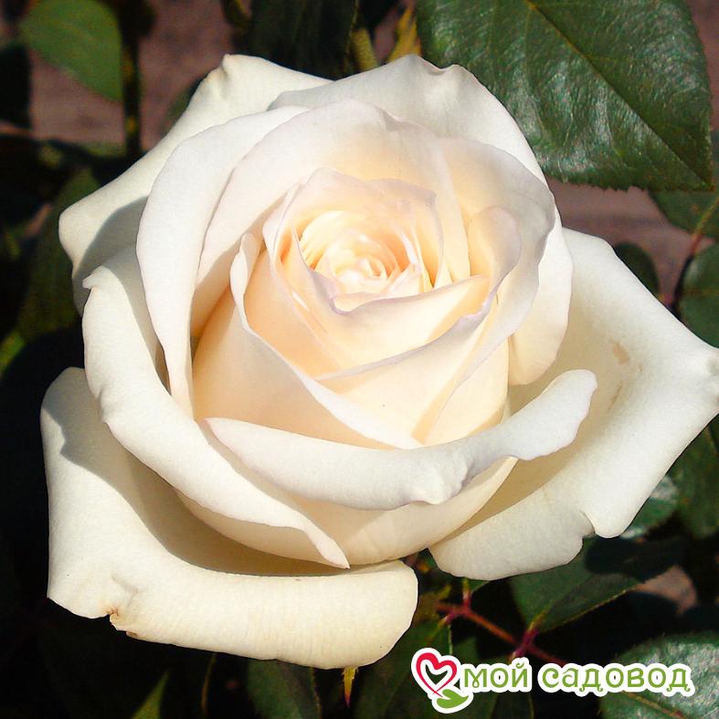 Роза Вирджиния