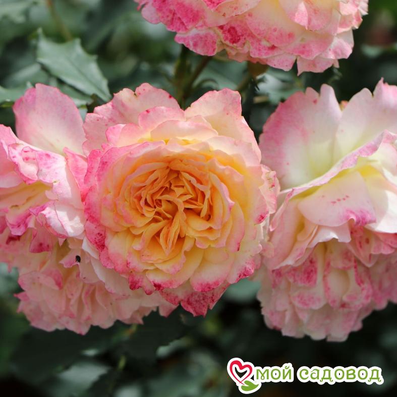 Роза ЛандЛуст