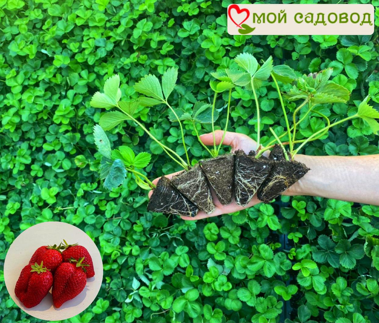 Клубника Ароза