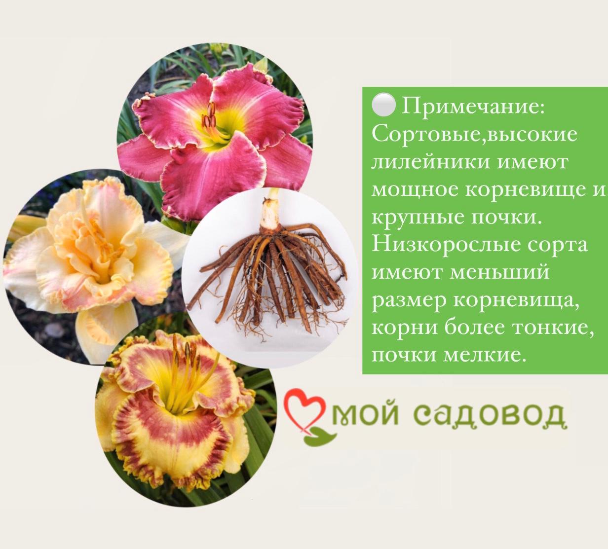 ЛИЛЕЙНИК МАУНТ ХЕЛЕНА