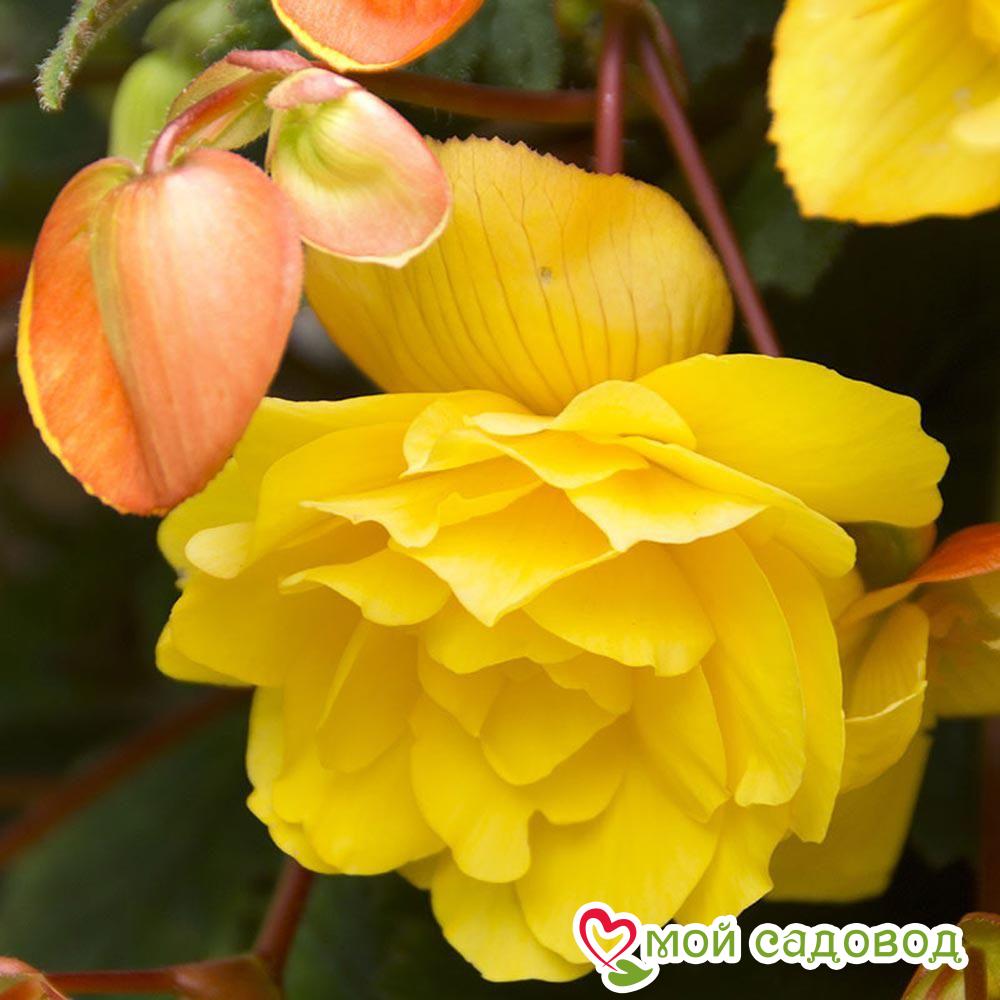 Бегония Пендула Йеллоу