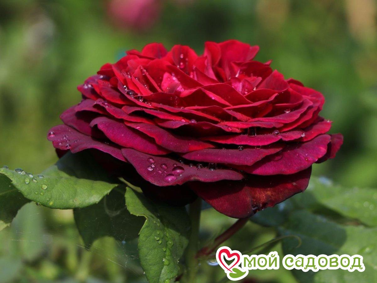 Роза чайно-гибридная Олд Ромео