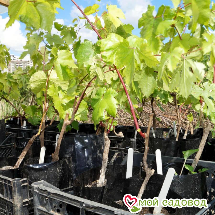 Виноград Аватар