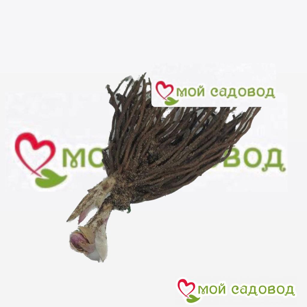 Хоста Вудленд Тач